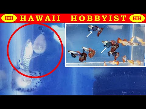 Видео: Гуппи спариваются и рожают - кожа змеи цвета слоновой кости, мозаика Дамбо