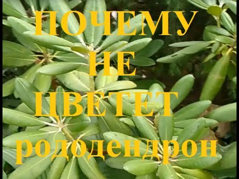 Видео: Почему не цветет рододендрон? Меры приняты, жду результата.