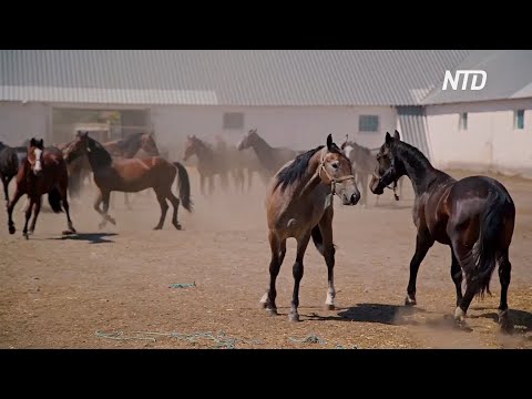 Видео: Уникальных орловских рысаков разводят в Воронежской области более 240 лет