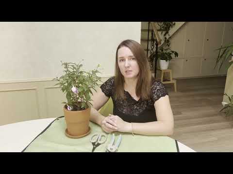 Видео: №68. Фуксия. Осенняя обрезка. Зачем нужен период покоя? Условия обильного цветения.