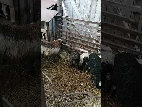 Видео: Вздулся ягненок. Лечение подручными средствами.