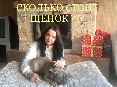 Видео: Процесс приобретения ! Цены ! СМОТРЕТЬ ВСЕМ ! Французский бульдог.