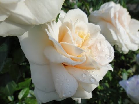 Видео: ТОП-9 ЯПОНСКИХ РОЗ в моем саду.2021г,Подмосковье.(с названиями и характеристикой)