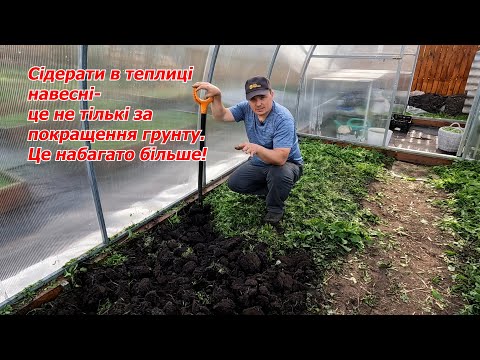 Видео: Косимо сідерати в теплиці- овочі здивують врожаями! Навіщо закопуємо сідерати.