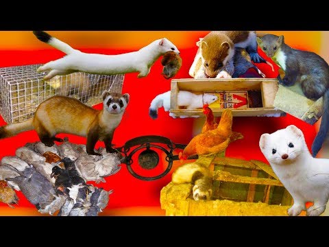 Видео: Что вы не знали про ласку, куницу и хорька, как они воруют кур в курятнике