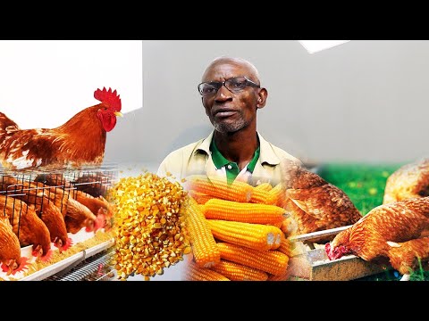 Видео: КАК КОРМИТЬ МЕСТНЫХ КУР КУКУРУЗОЙ И ЗАРАБОТАТЬ МИЛЛИОНЫ ДЕНЕГ НА МЕСТНОЙ ПТИЦЕВОДСТВЕ