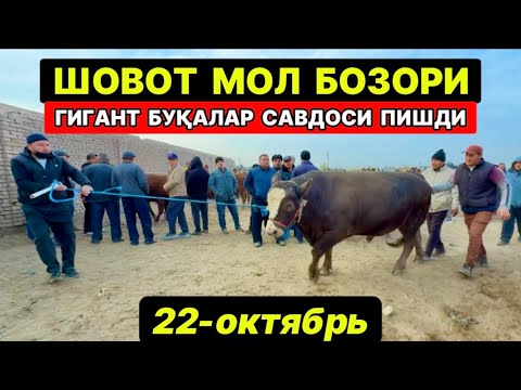 Видео: ХОРАЗМ ШОВОТ КАТТА ХЎКИЗЛАР. САВДОСИ ПИШДИ. ПИР БОЗОРИ 22-октября 2025 г.