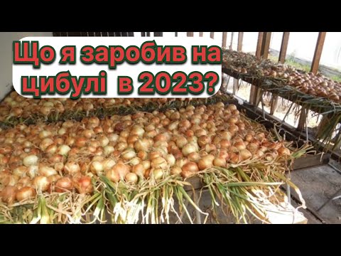 Видео: ОЛЛ-ІН на цибулю в 2024?Наскільки ВИГІДНО займатись вирощуванням цибулі?