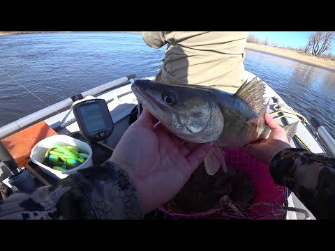 Видео: Ахтуба. Первоапрельский веселый судак!