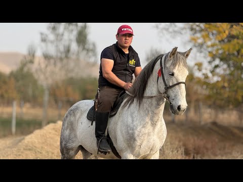 Видео: АТ АТ ЭКЕН ТААМАЙ АТ ЧЫКТЫ 🤯 #байтв 