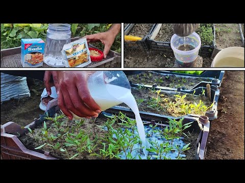 Видео: 2 самых дешевых ингредиента для кухни = 6 мощных органических удобрений, которые заставят ваш сад...