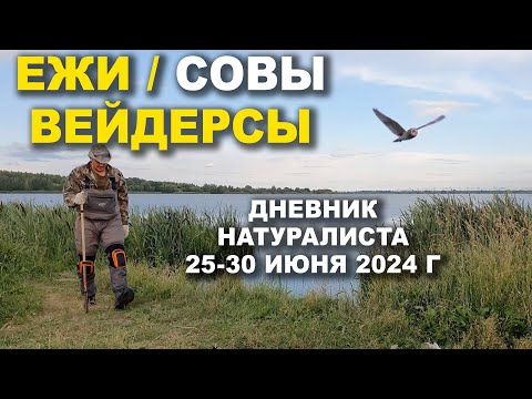 Видео: Ежи, Совы, Болотные сапоги. Дневник натуралиста. Июнь 2024