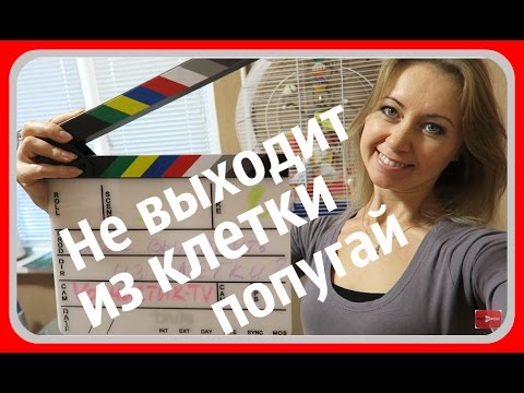 Видео: Почему попугай не выходит из клетки || Как выманить попугая из клетки