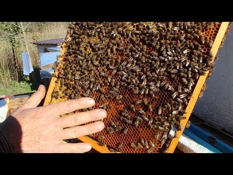 Видео: Сборка гнезд пчел | Подготовка к зимовке