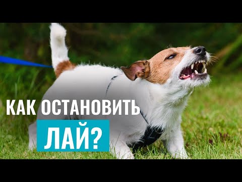 Видео: СОБАКА ЛАЕТ БЕЗ ПРИЧИНЫ? Лучшие упражнения ДЛЯ РАБОТЫ С ЛАЕМ