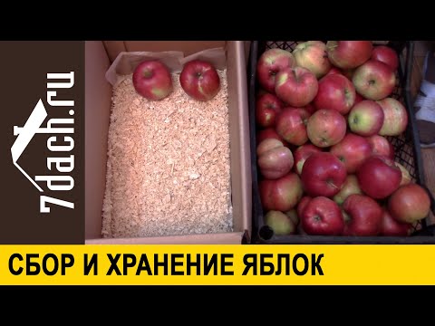 Видео: 🍎 Как сохранить урожай. Собираем поздние яблоки. Способы закладки на хранение - 7 дач