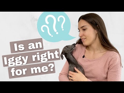 Видео: Подходит ли вам итальянская борзая? | 5 плюсов и минусов