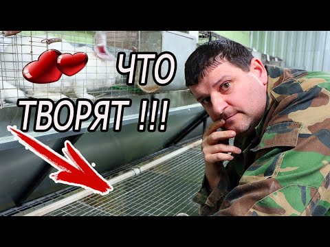 Видео: СЛУЧКА КРОЛИКОВ. КАК Я РАБОТАЮ!