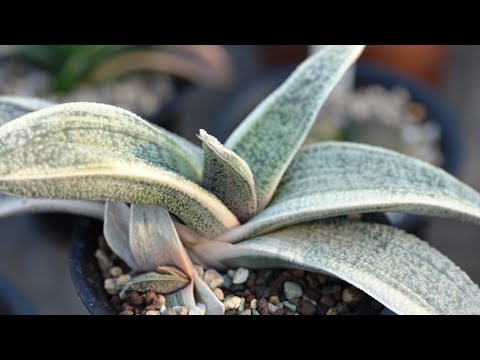 Видео: Гастерия/Уход и содержание/Мои ошибки