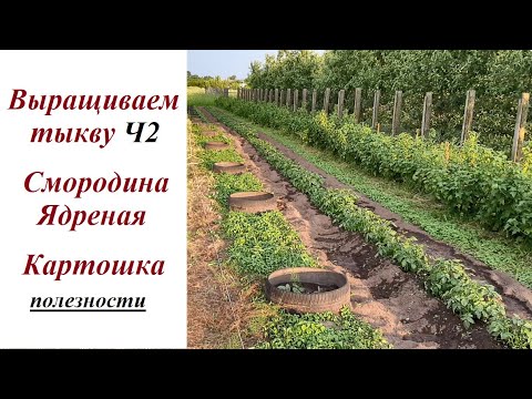 Видео: Тыква Ч2, Картошка, Смородина: делюсь опытом