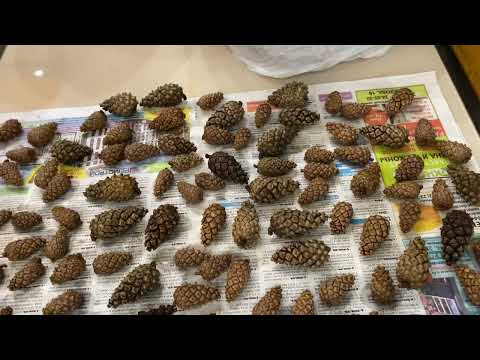 Видео: Как сушить шишки в домашних условиях.