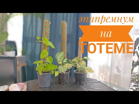 Видео: Эпипремнум на тотеме