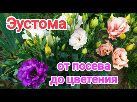 Видео: ВЫРАЩИВАНИЕ ЭУСТОМЫ от А до Я// ЭУСТОМА - СЕКРЕТЫ БЫСТРОГО РОСТА