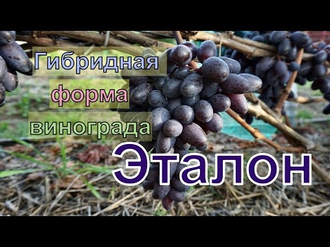 Видео: Виноград Беларуси. Лидчина .Столовый сорт винограда -Эталон.