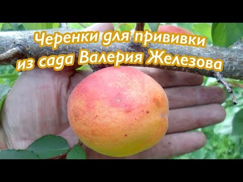 Видео: Чудо-черенки лучших сортов в саду Железова