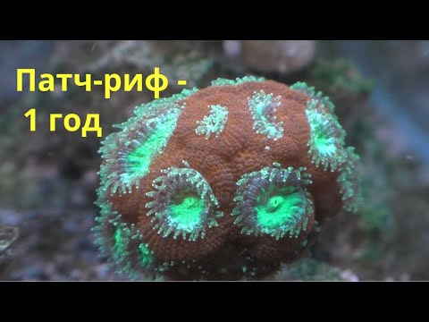 Видео: Патч-Риф год после запуска)