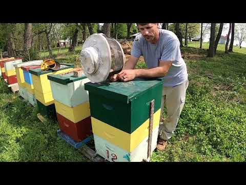 Видео: Весенняя подготовка к сбору мёда в Single Deeps