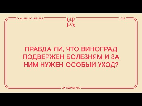 Видео: Правда ли, что виноград подвержен болезням и за ним нужен особый уход?