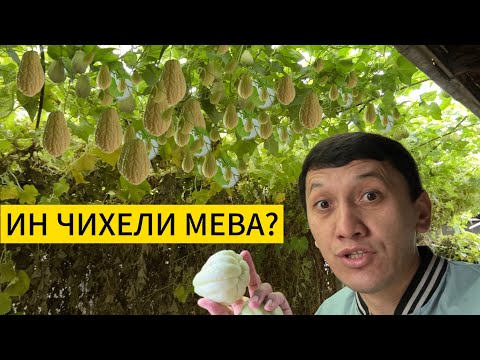 Видео: Бодринги мексикоги (Хонум)