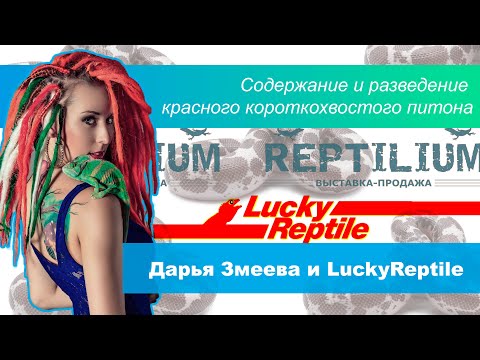 Видео: Содержание и разведение красного короткохвостого питона