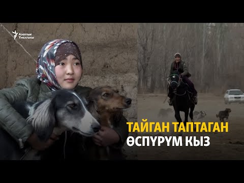 Видео: Тайган таптаган өспүрүм кыз