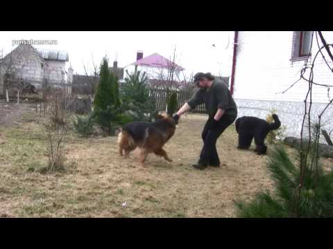 Видео: [Урок 18] Команда АПОРТ, подготовительное занятие