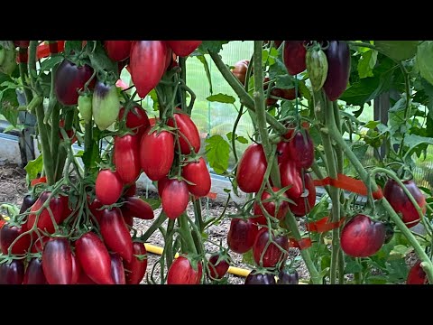 Видео: Дневник моих огородных дел. 5 сентября 2025