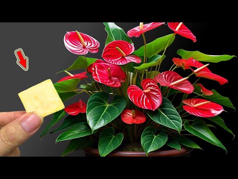 Видео: Воткните 1 шт. в корень! Антуриум цветёт круглый год, не вянув!