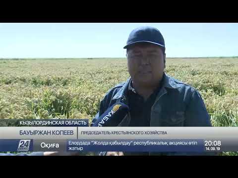 Видео: Ставка на инновации: рост урожайности риса отмечают в Приаралье