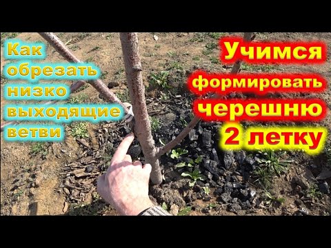 Видео: Как ФОРМИРОВАТЬ молодую ЧЕРЕШНЮ в 2 года
