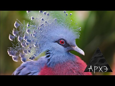 Видео: Евгений Коблик: "Недоступная Новая Гвинея: сбывшиеся и несбывшиеся надежды"