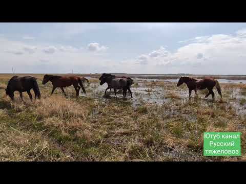 Видео: Мимика и жесты Жеребца вожака.