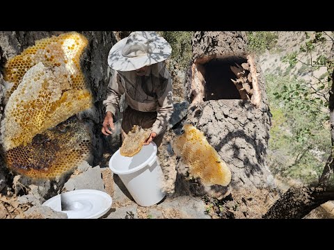 Видео: Горный поход: охота за диким мёдом с дерева! | Nomadic Adventure на YouTube