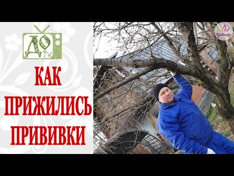 Видео: ПРИВИВКИ ПЛОДОВЫХ ДЕРЕВЬЕВ НЕСКОЛЬКО ЛЕТ СПУСТЯ / РЕЗУЛЬТАТЫ РАБОТЫ НАГЛЯДНО