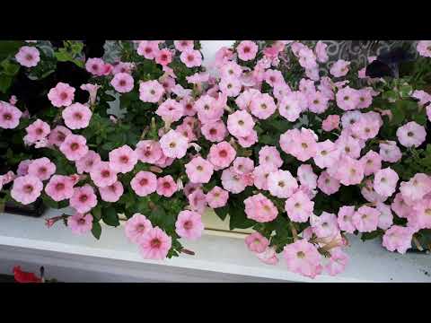 Видео: Петунии с названиями сортов
