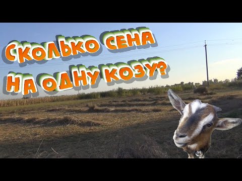Видео: СКОЛЬКО КОРМА нужно на ОДНУ КАМЕРУНСКУЮ КОЗУ