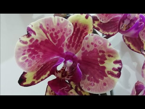 Видео: Реанимация орхидеи без корней. Мой успешный опыт.