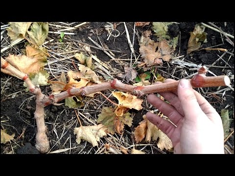 Видео: Обрезка однолетних кустов винограда, молодой виноградник