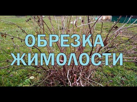 Видео: ОБРЕЗКА ЖИМОЛОСТИ. Как правильно это сделать?