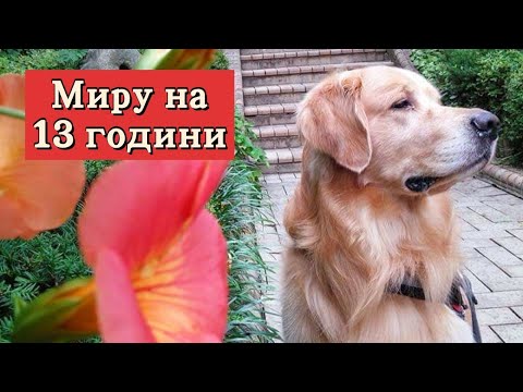 Видео: Миру на 13 години - Рожденият Ден на Миру - извънреден лайф 😊🐈❤️